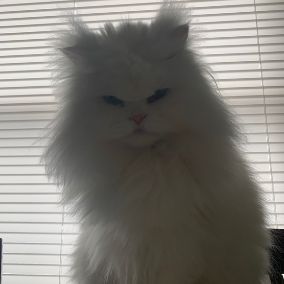 Meet your Posher, Fabiola - Picture 1 of 1